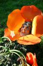 Fleurs des Rues 13 * 4368 x 2912 * (5.62MB)